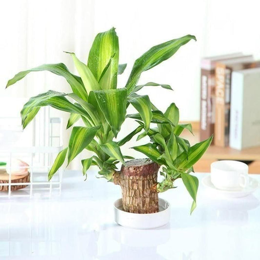 Brazilian Lucky Wood Home Plant