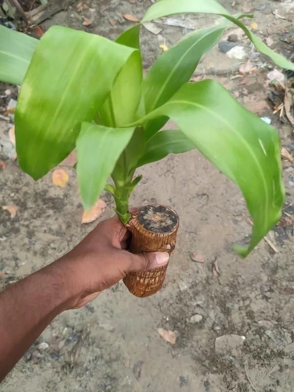 Brazilian Lucky Wood Home Plant