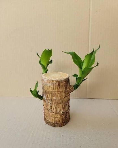 Brazilian Lucky Wood Home Plant